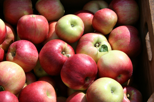 Apples on the Policies Page for the Cabin in the Orchard