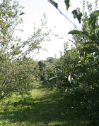 Orchard